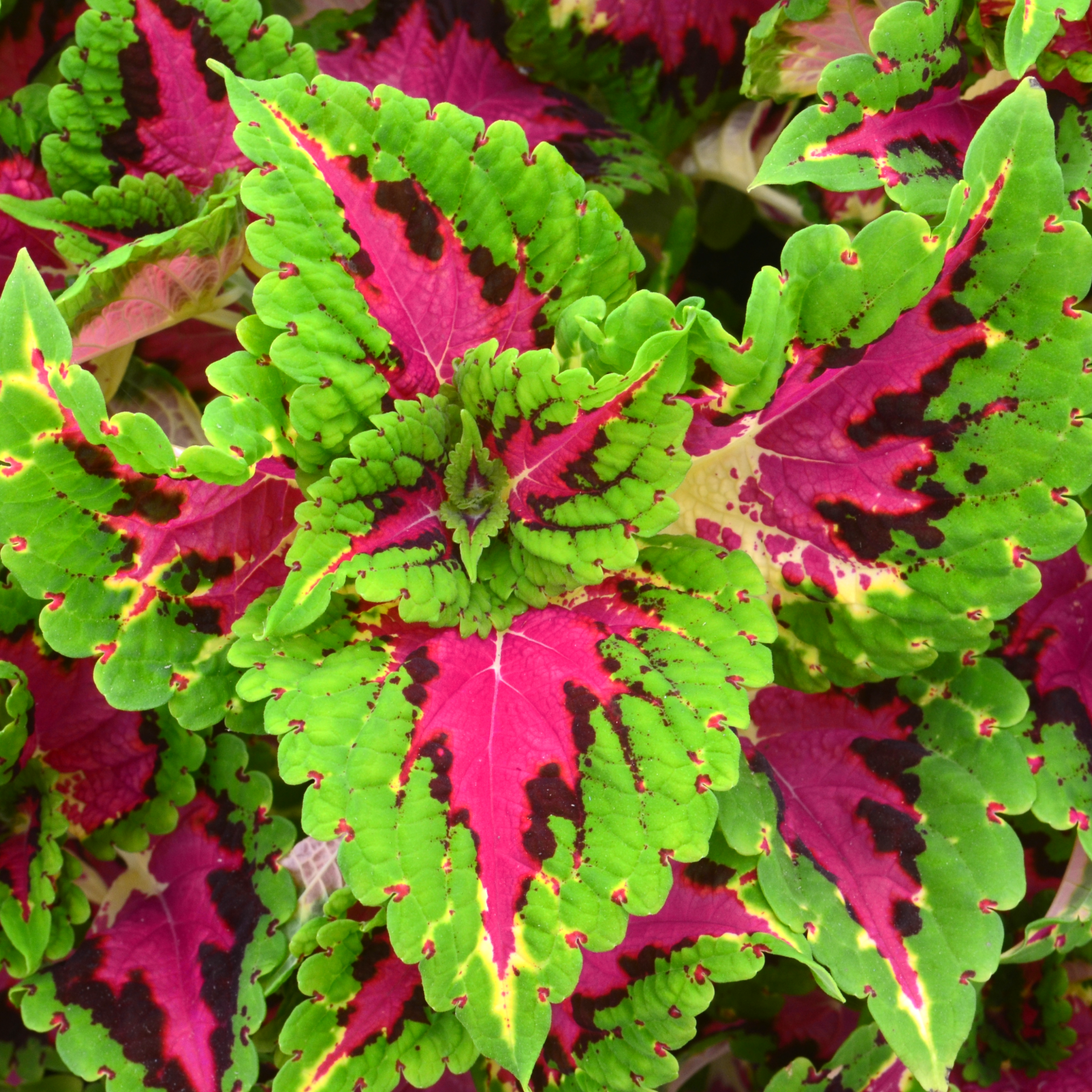 Solenostemon scutellarioides 'Heartbreaker' - Coleus from Hillcrest Nursery