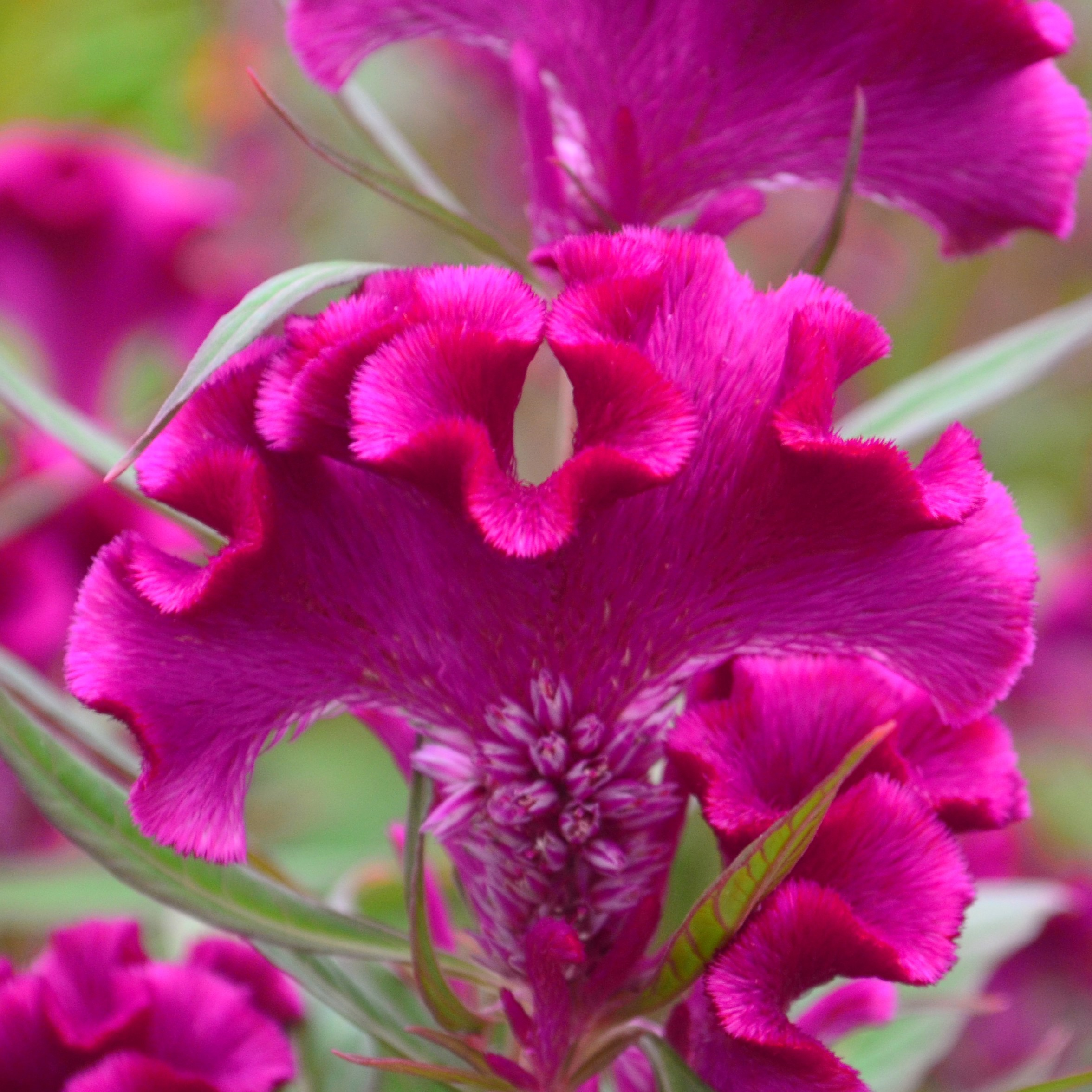 Celosia cristata Twisted 'Purple' - Cockscomb from Hillcrest Nursery