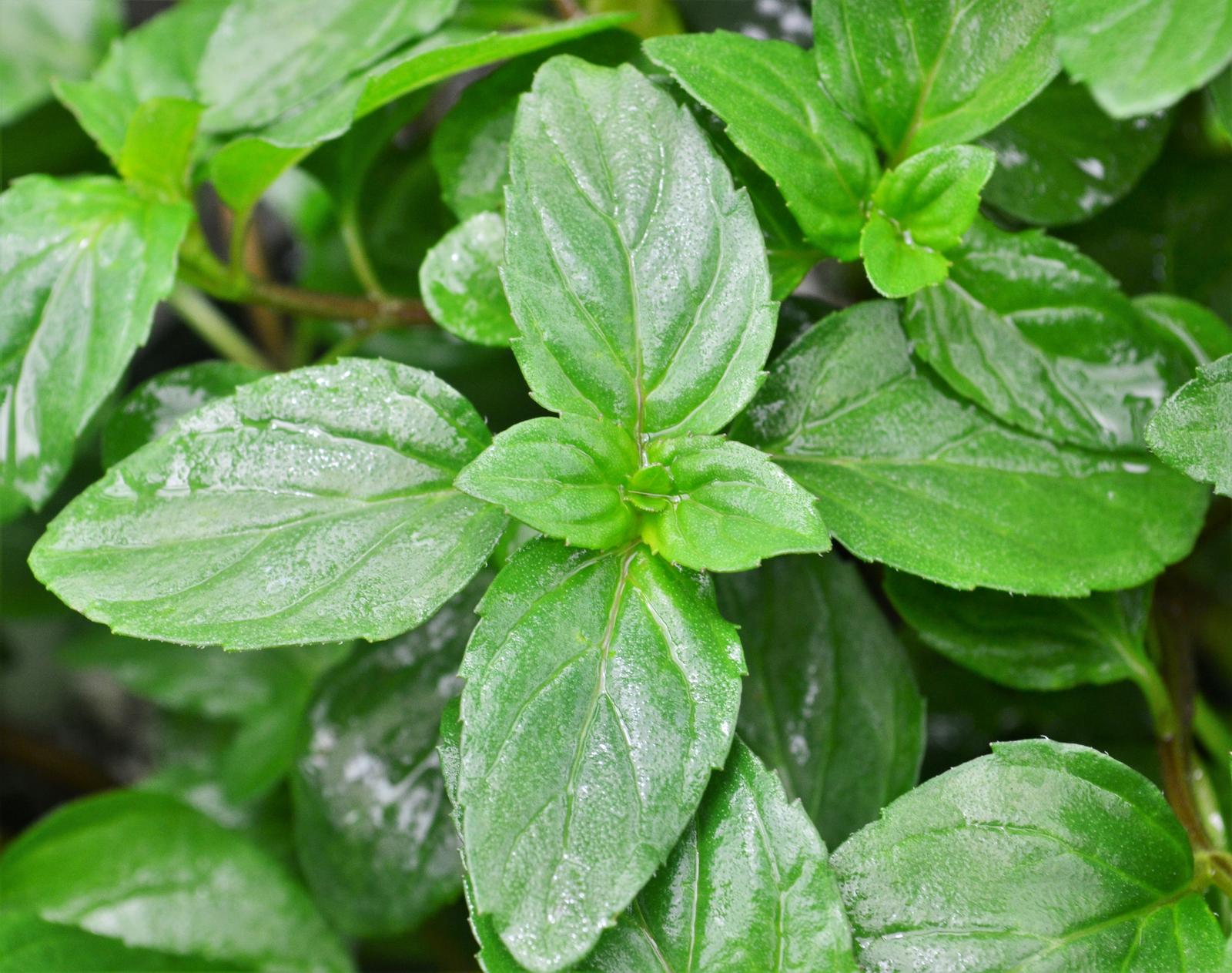 Mentha x piperita citrata 'Basil' - Mint - Finished from Hillcrest Nursery