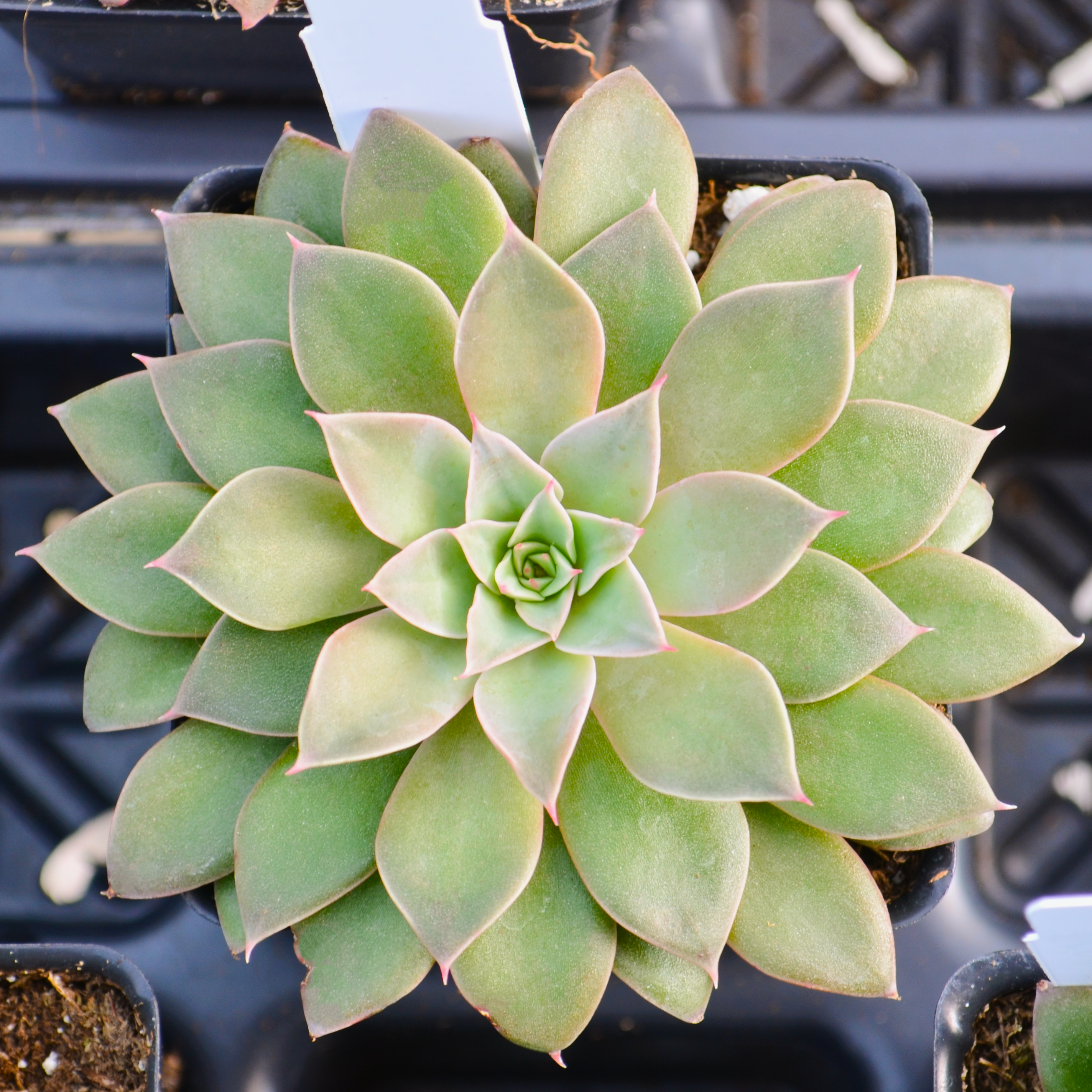 Echeveria 'Atomic' - Echeveria from Hillcrest Nursery