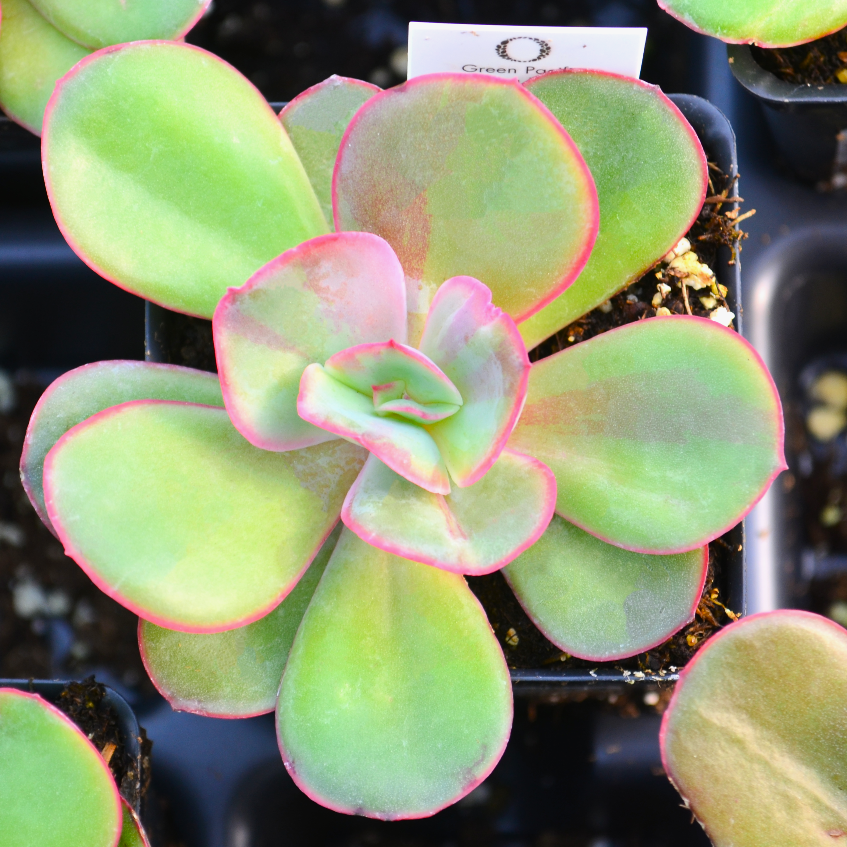 Echeveria 'Green Pacific' - Echeveria from Hillcrest Nursery