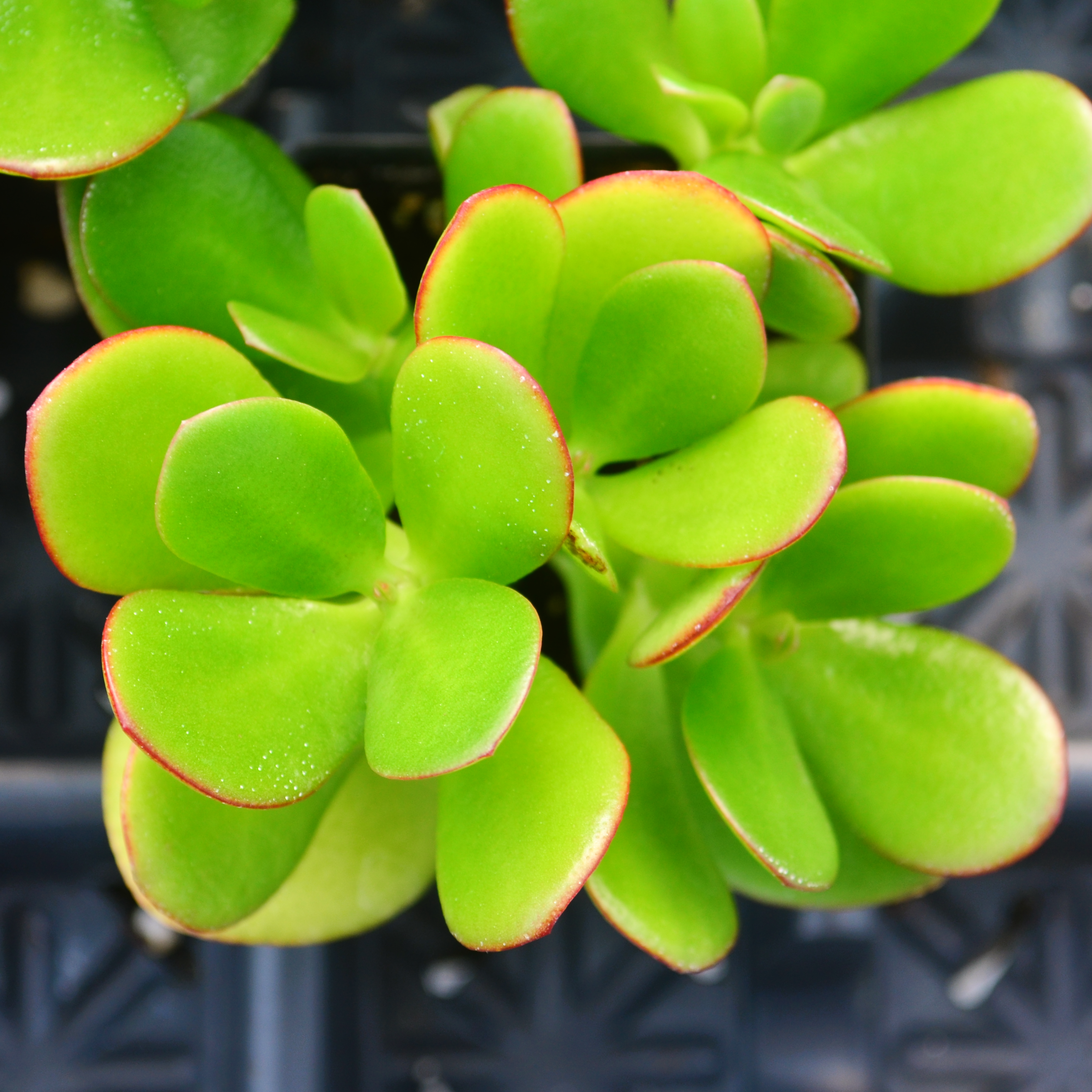 Crassula ovata 'Compact' - Jade Plant from Hillcrest Nursery