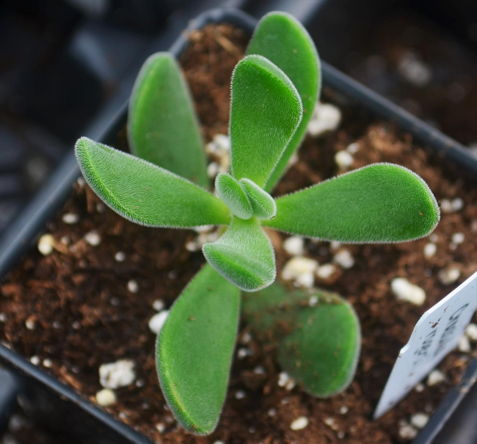 Crassula rogersii - Crassula from Hillcrest Nursery