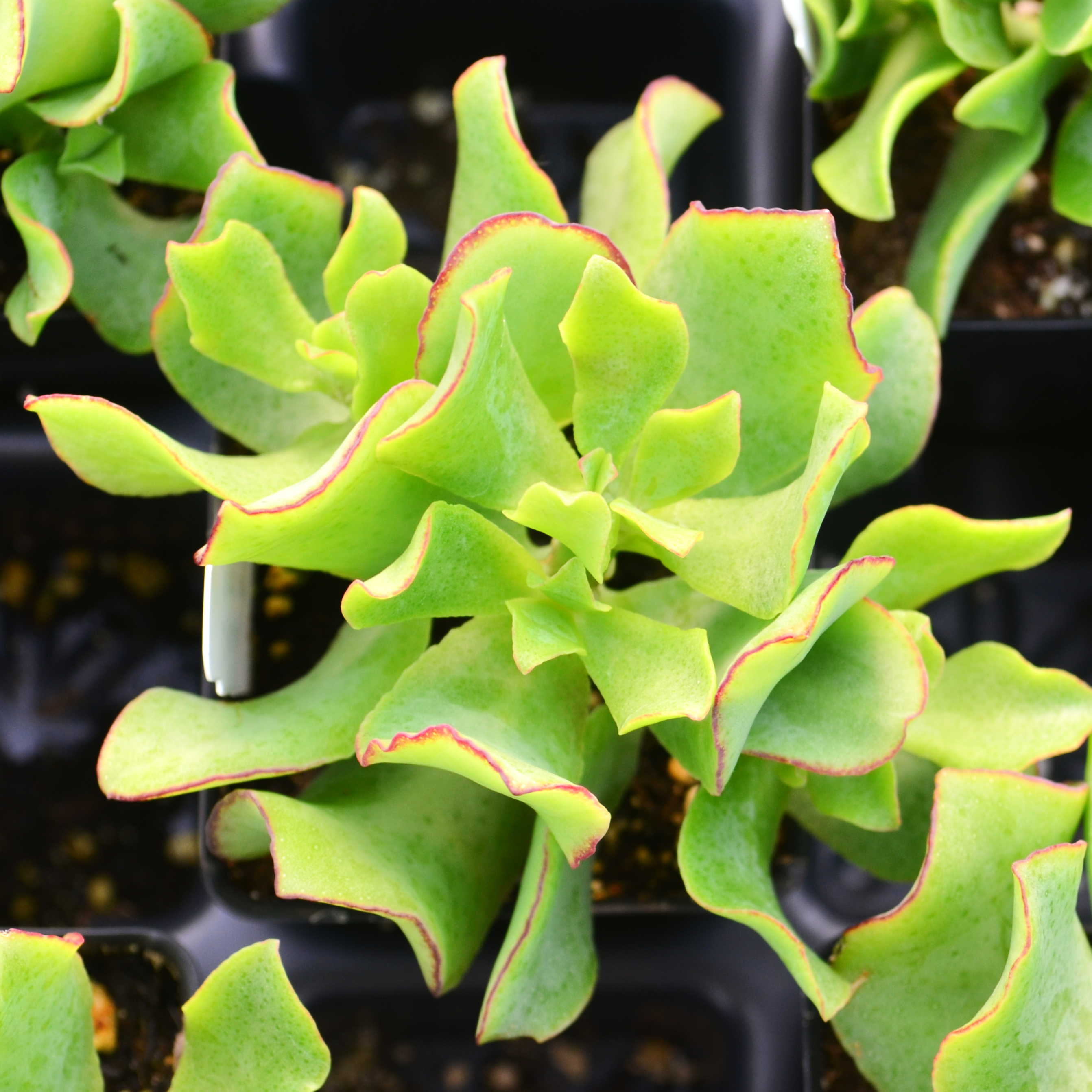 Crassula arborescens var. undulatifolia 'Jade Ripple' - Jade Plant from Hillcrest Nursery