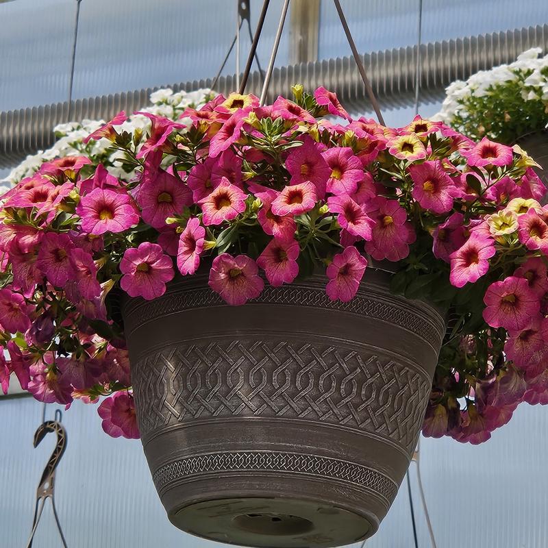 Calibrachoa Ombre 'Pink' - Million Bells from Hillcrest Nursery