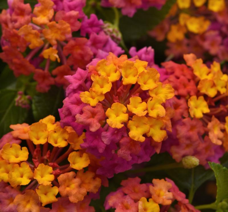 Lantana camara 'Passion Fruit' - Lantana from Hillcrest Nursery