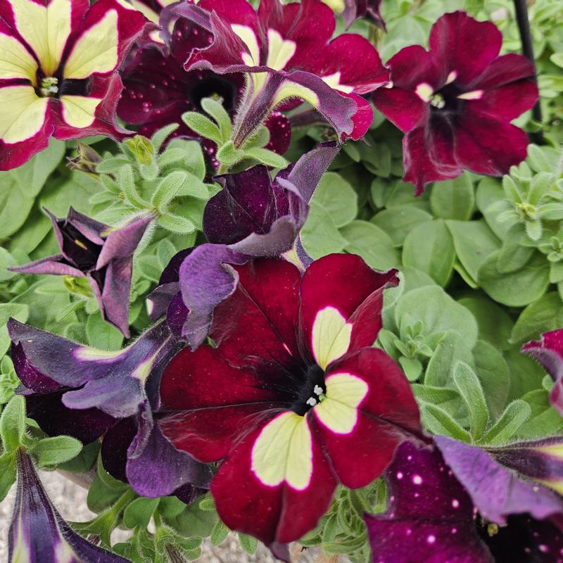 Petunia 'Starry Sky Burgundy' - Petunia from Hillcrest Nursery