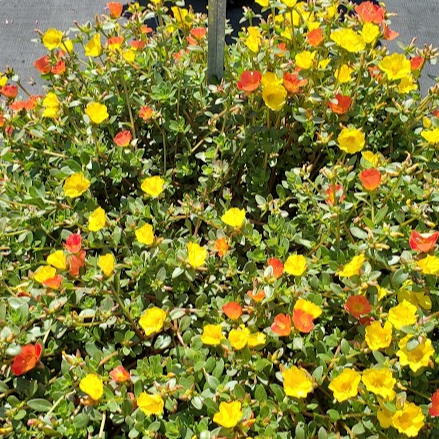 Portulaca Confetti Cupcake 'Party 24' - Portulaca from Hillcrest Nursery