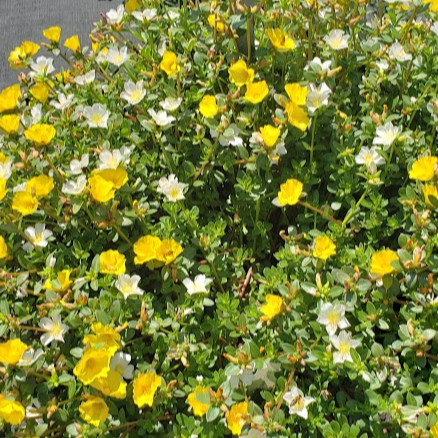 Portulaca Confetti Cupcake 'Party Night' - Portulaca from Hillcrest Nursery