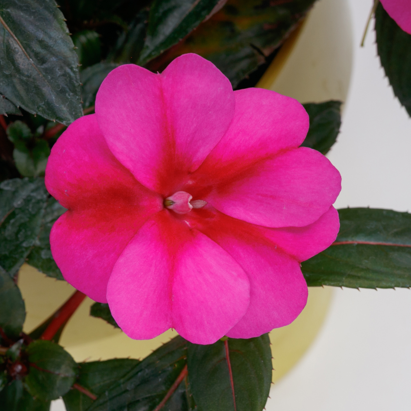 Impatiens hawkeri Sunpatiens Compact 'Purple Candy' - Sunpatiens courtesy of Ball Horticultural Company