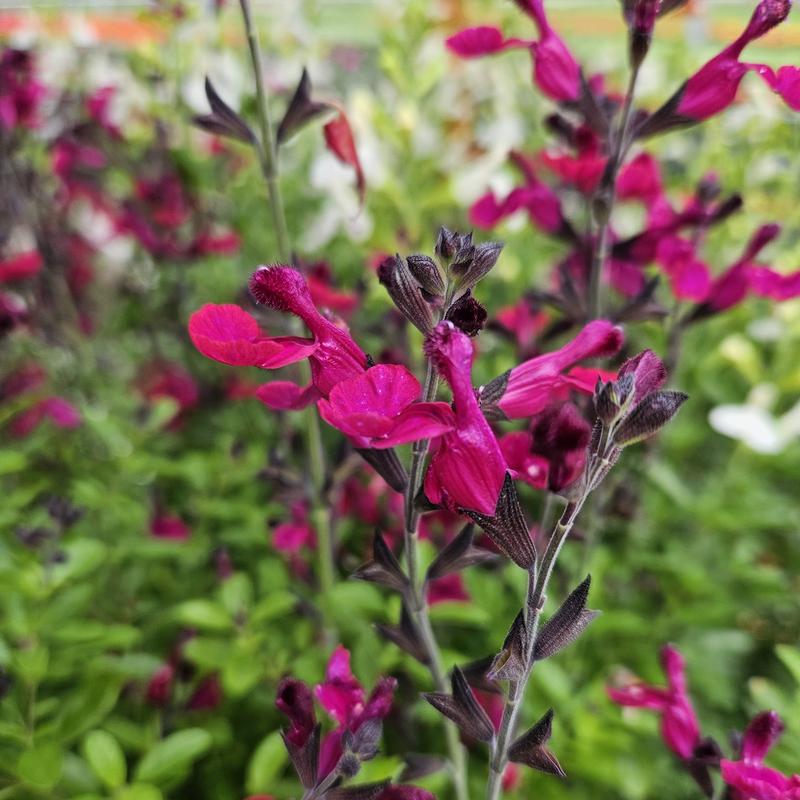 Salvia x jamensis Vibe Ignition 'Fuchsia' - Meadow Sage from Hillcrest Nursery