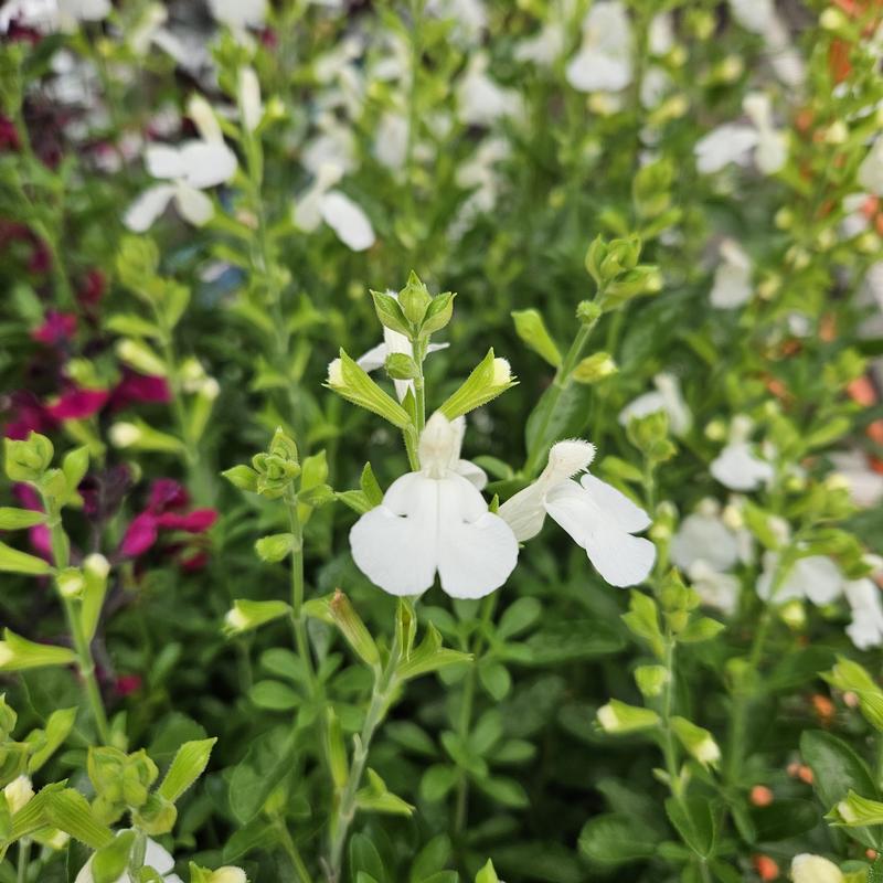 Salvia x jamensis Vibe Ignition 'White' - Meadow Sage from Hillcrest Nursery