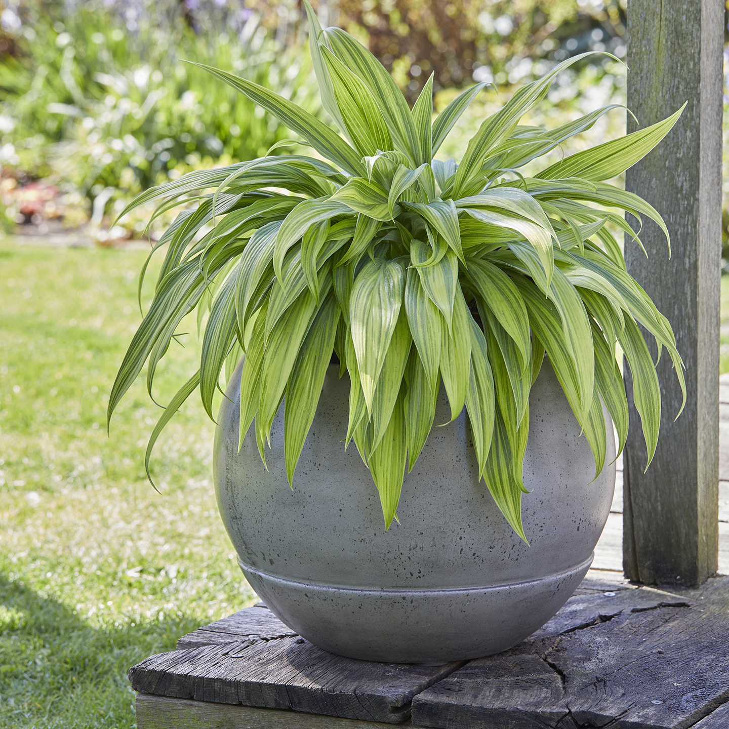 Hosta 'Hyuga Urajiro' - Plantain Lily from Hillcrest Nursery