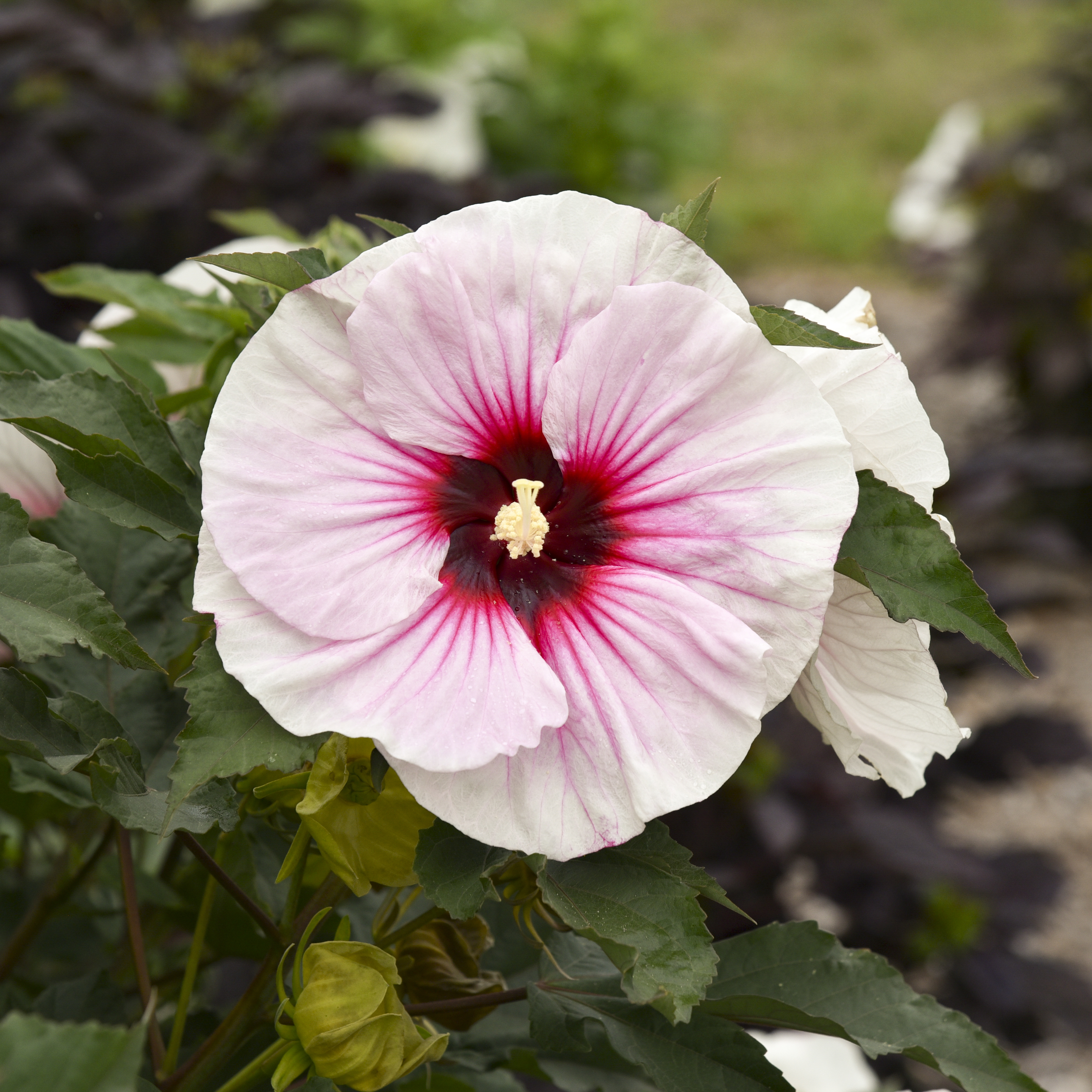 Hibiscus 'Angel Eyes' - Rose Mallow Courtesy of Walters Gardens