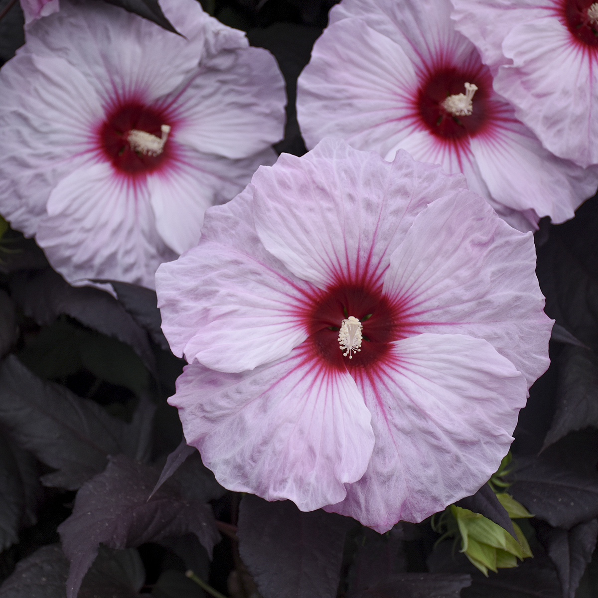 Hibiscus 'Dark Mystery' - Rose Mallow Courtesy of Walters Gardens