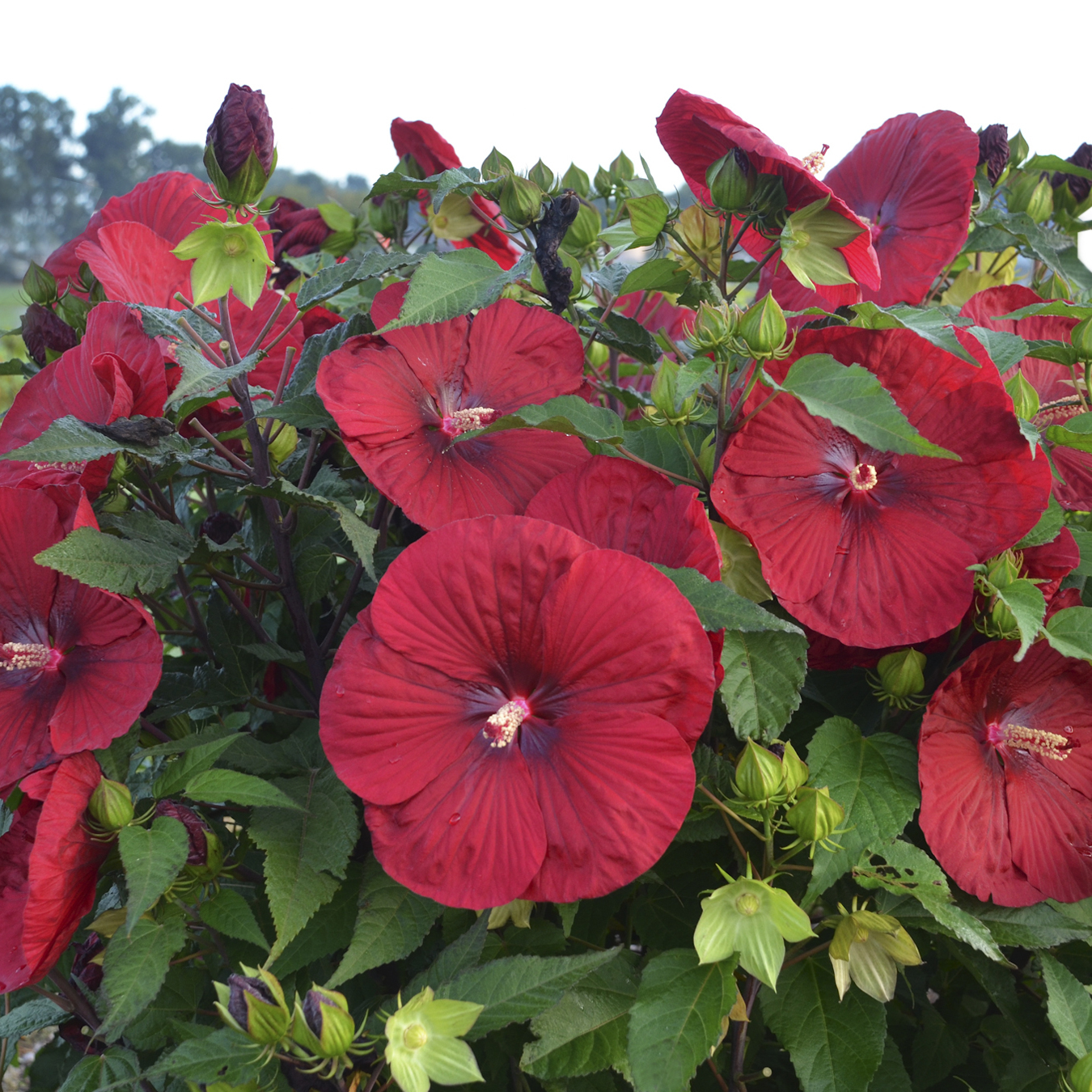 Hibiscus 'Vintage Wine' - Rose Mallow Courtesy of Walters Gardens