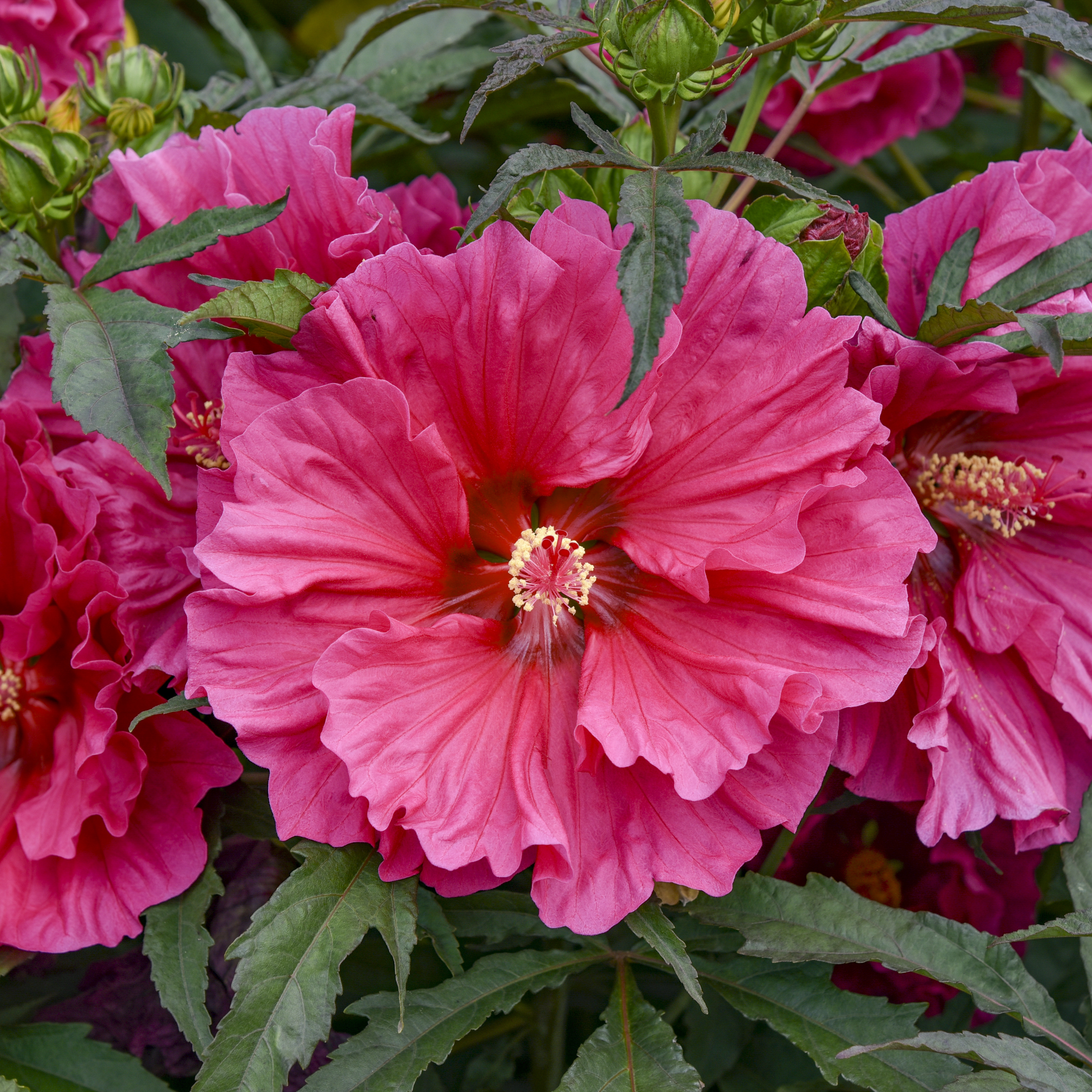 Hibiscus 'Watermelon Ruffles' - Rose Mallow Courtesy of Walters Gardens