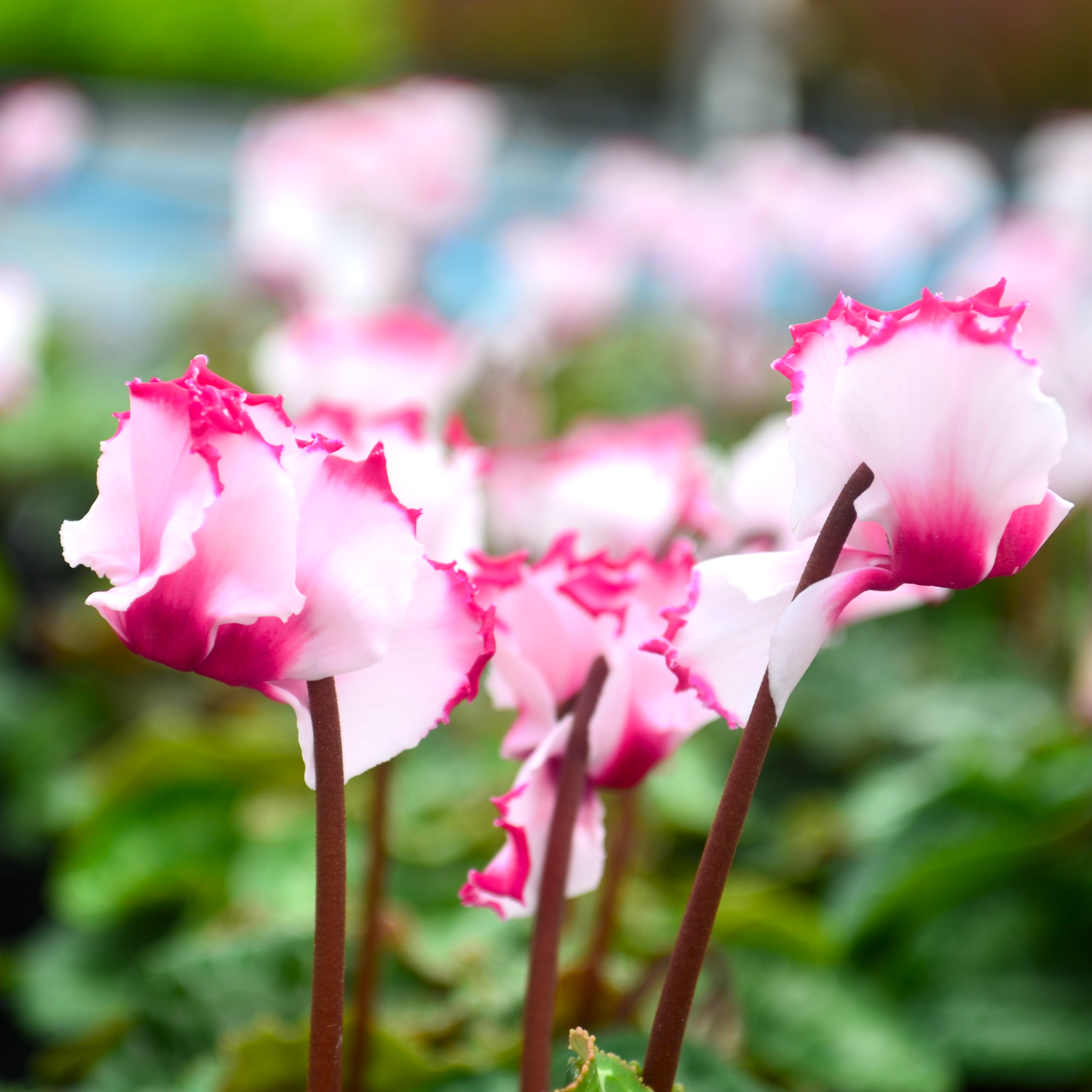 Cyclamen Mini 'Absolut de Morel' - Cyclamen Absolut de Morel from Hillcrest Nursery