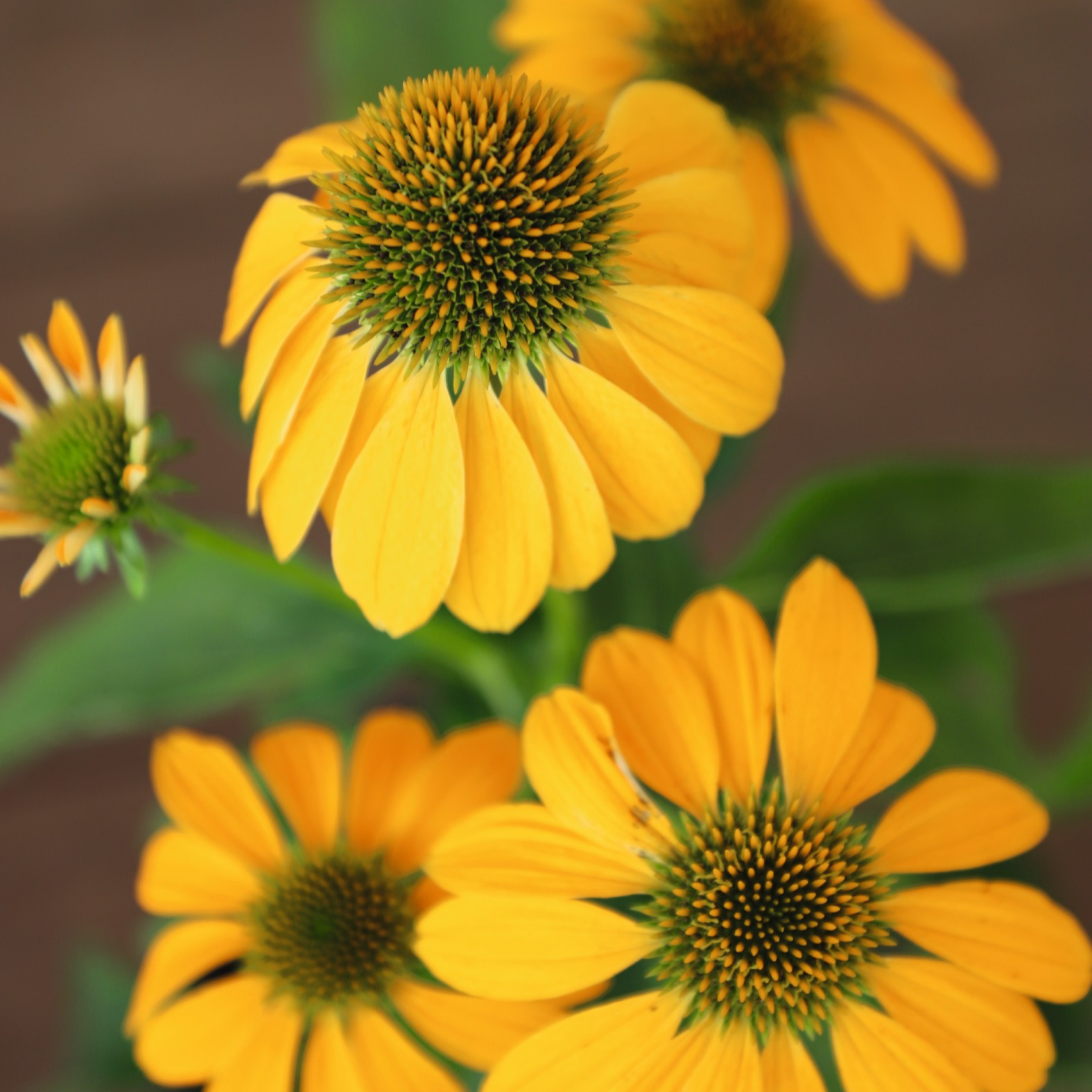 Echinacea 'Pollynation Yellow' - Coneflower Courtesy of Growing Colors