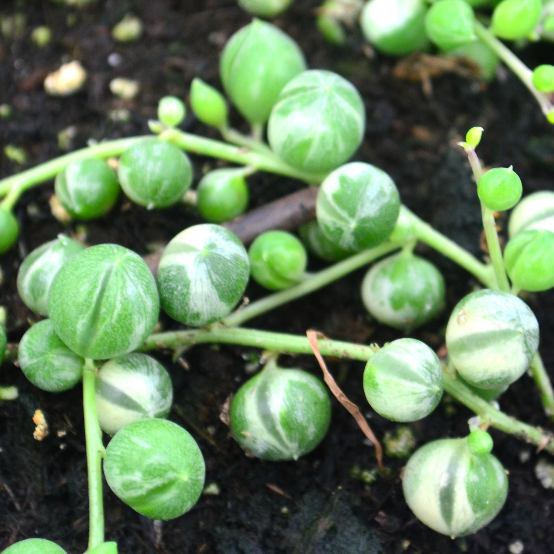 Succulents 'String of Pearls Variegated 6