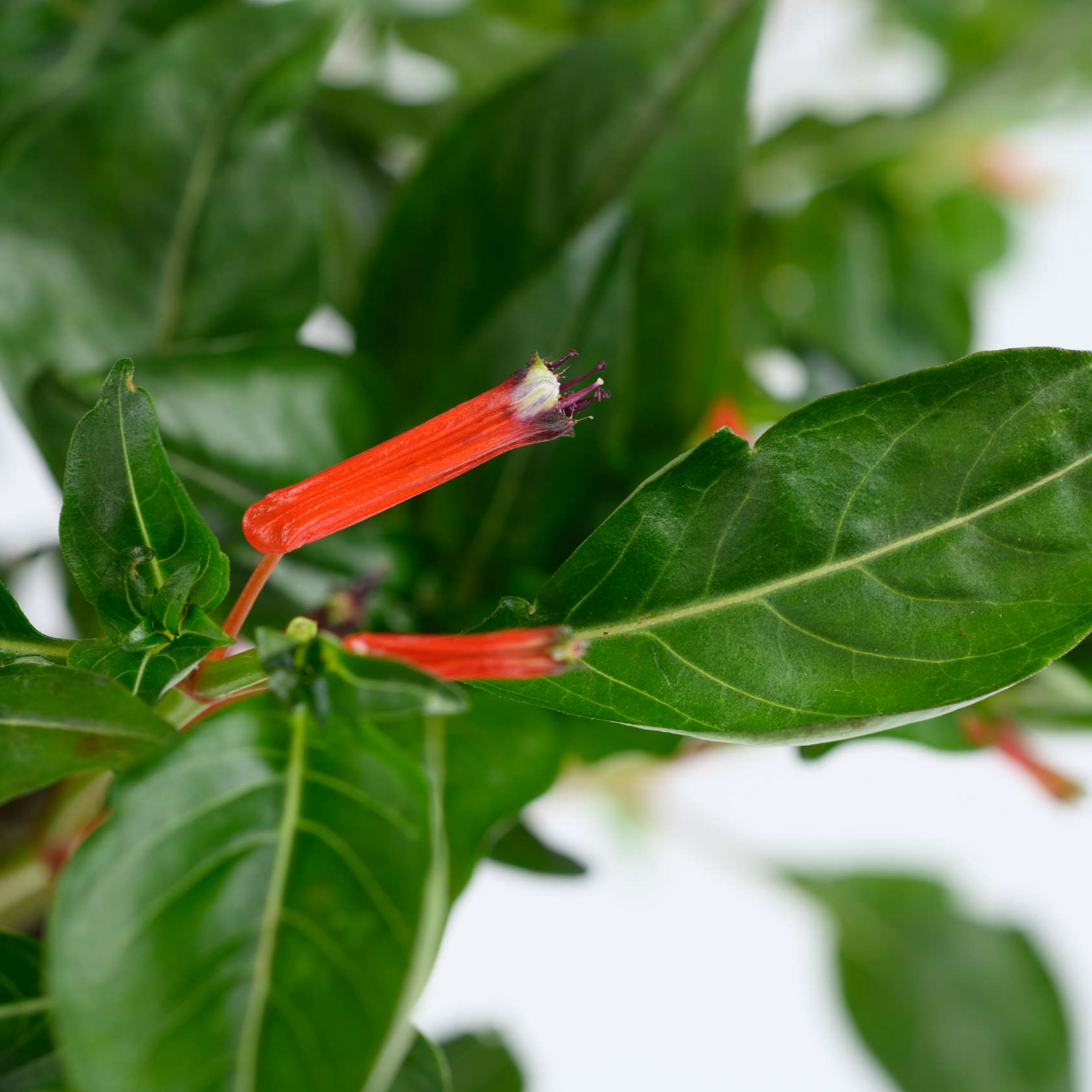 Cuphea Cubano 'Fuente' - Cuphea Courtesy of Growing Colors