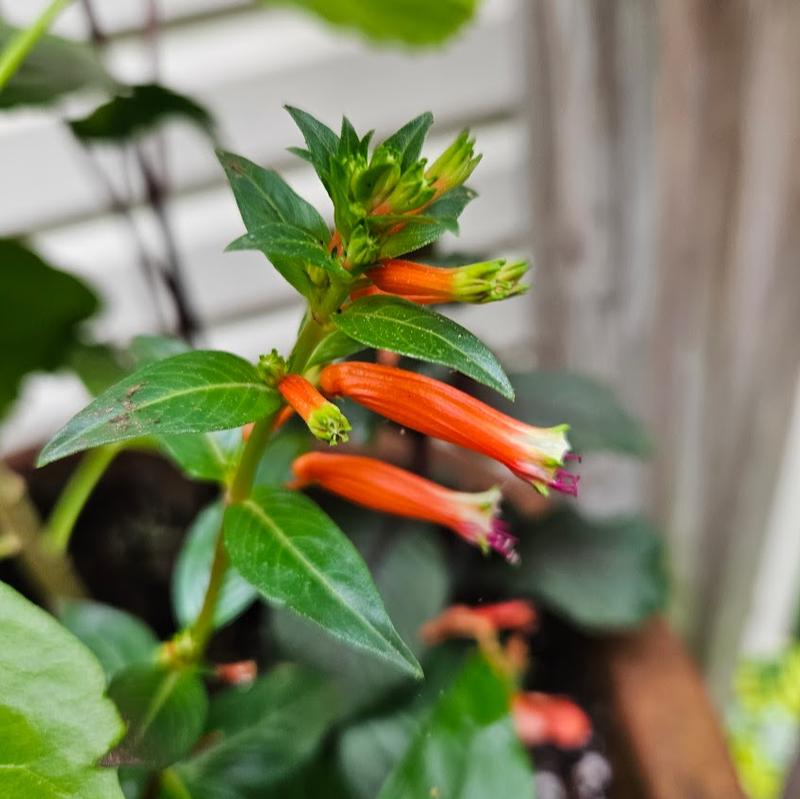 Cuphea Cubano 'Presidente' - Cuphea from Hillcrest Nursery