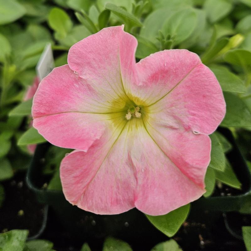 Petunia Bingo Perfectunia 'Pink Morn' - Petunia from Hillcrest Nursery