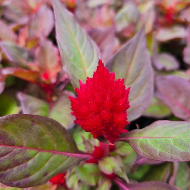 Celosia plumosa 'New Look' - Cockscomb from Hillcrest Nursery