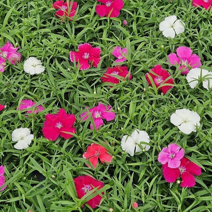 Dianthus Coronet 'Mix' - Pinks from Hillcrest Nursery