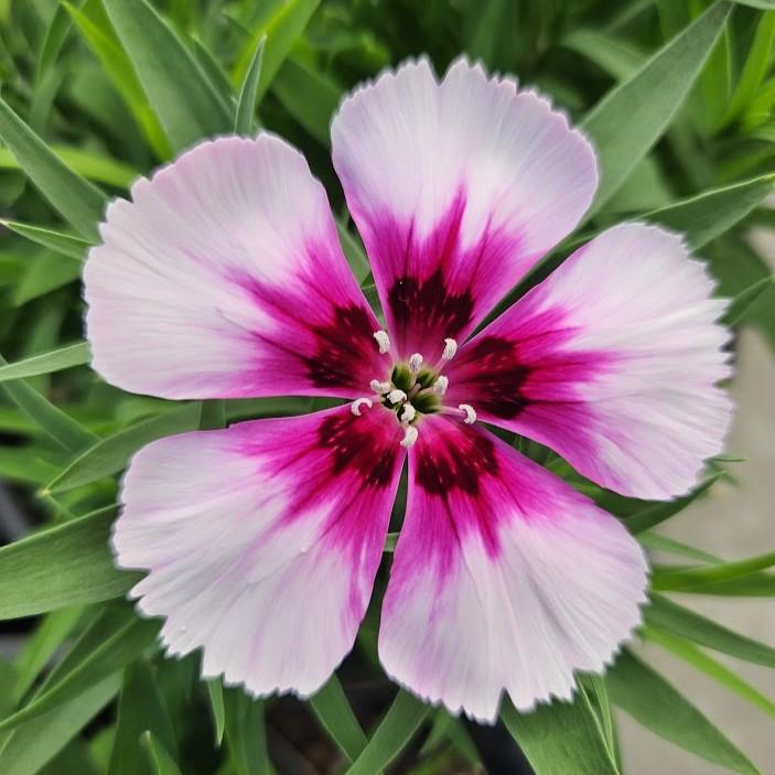 Dianthus Coronet 'White Purple Eye' - Pinks from Hillcrest Nursery