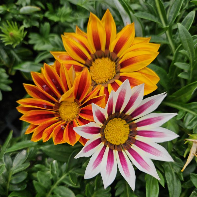 Gazania splendens New Day 'Tiger Mix' - Treasure Flower from Hillcrest Nursery