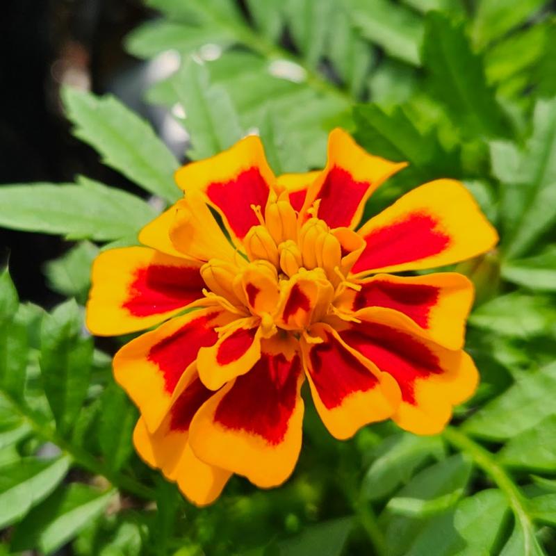 Tagetes patula 'Chica Flame' - Marigold from Hillcrest Nursery