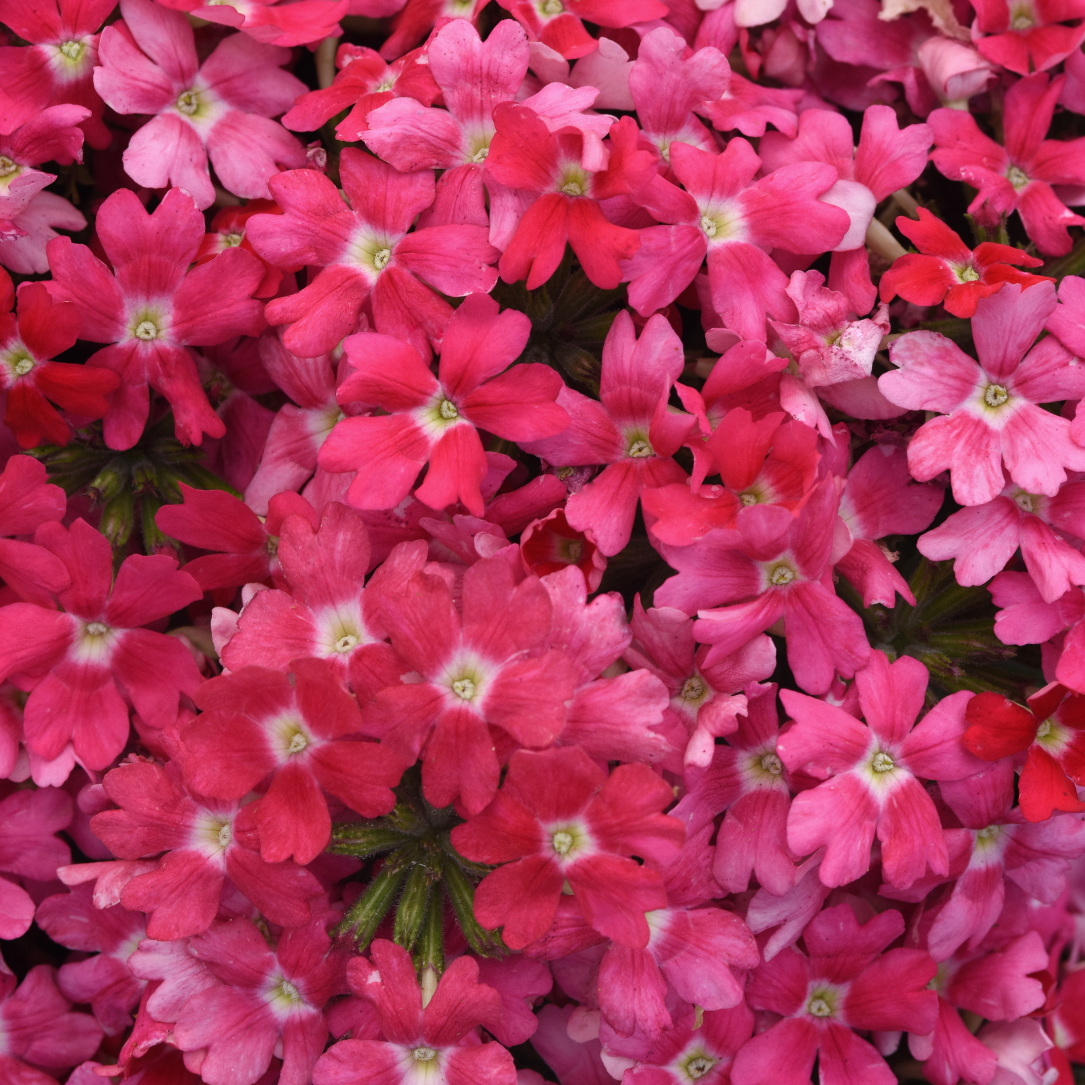 Verbena Beats 'Pink Shades' - Vervain courtesy of Ball Horticultural Company