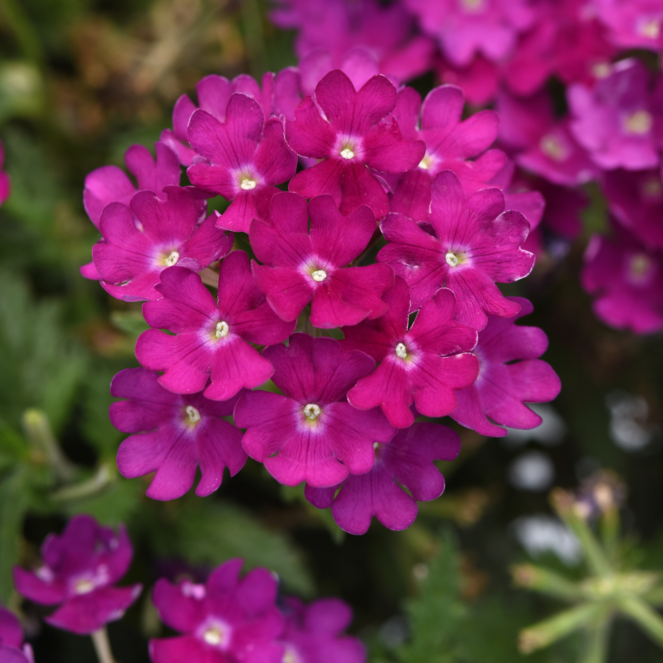 Verbena Beats 'Bright Purple' - Vervain courtesy of Ball Horticultural Company