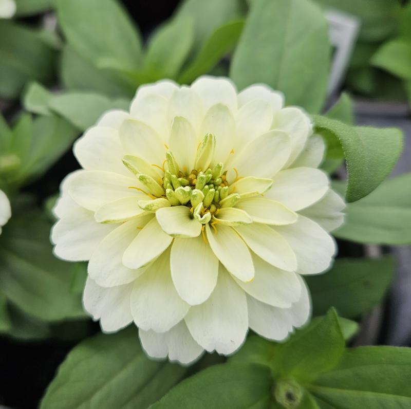 Zinnia Zydeco 'White' - Zinnia from Hillcrest Nursery