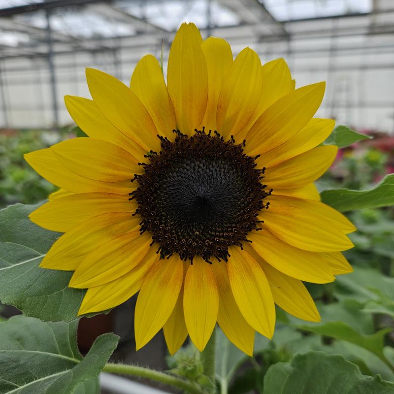 Helianthus annuus Solsation 'Yellow Spirit' - Sunflower from Hillcrest Nursery