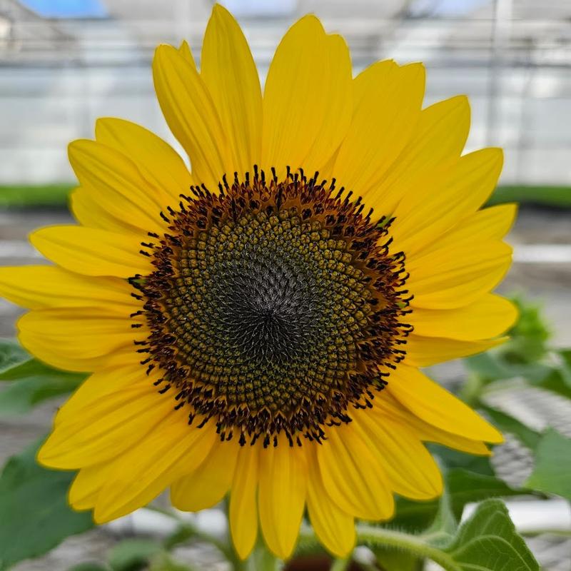 Helianthus annuus 'Suntastic' - Sunflower from Hillcrest Nursery