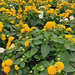 Combo Pot Kwik Kombo Lantana 'Go Coconuts' - Combo - Kwik Kombo from Hillcrest Nursery