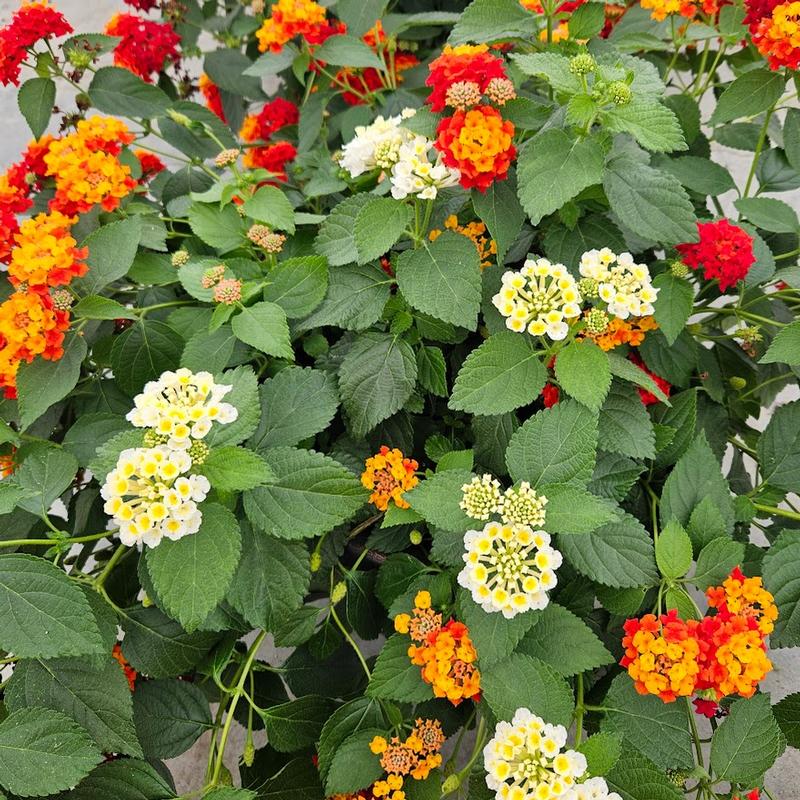 Combo Pot Kwik Kombo Lantana 'Hot Chili' - Combo - Kwik Kombo from Hillcrest Nursery