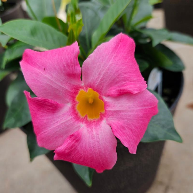 Mandevilla Flordenia 'Pink' - Dipladenia from Hillcrest Nursery