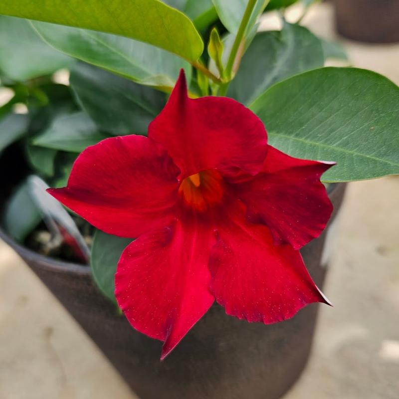 Mandevillea Flordenia 'Dark Red' - Dipladenia from Hillcrest Nursery