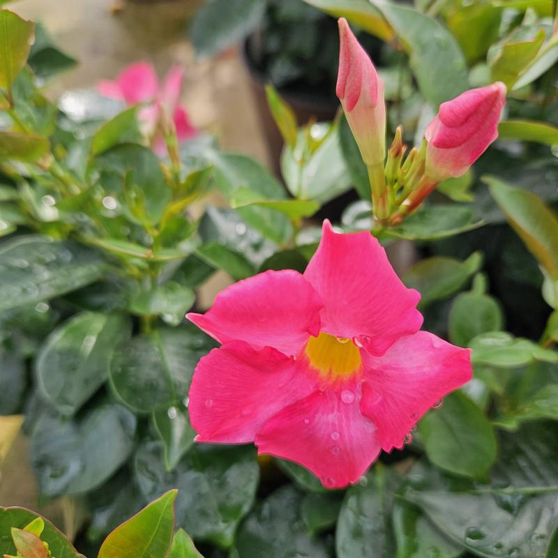 Mandevilla Flordenia 'Rose' - Dipladenia from Hillcrest Nursery