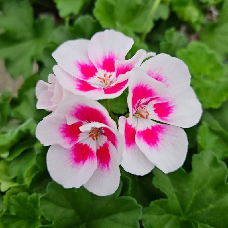 Pelargonium interspecific Santana 'White Splash' - Geranium from Hillcrest Nursery