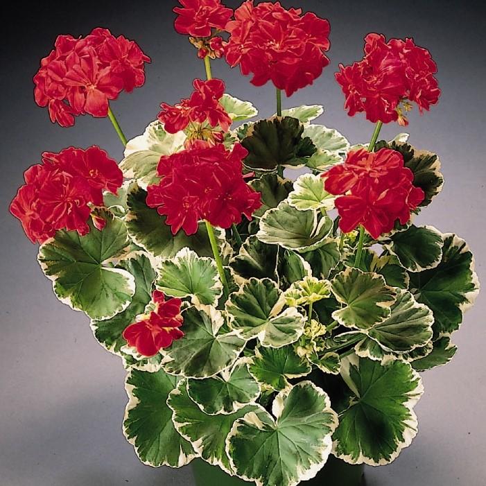 Pelargonium hortorum 'Wilhelm Langguth' - Geranium from Hillcrest Nursery