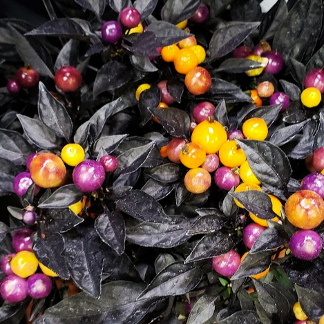 Capsicum annuum Ornamental 'Onyx Orange' - Ornamental Pepper from Hillcrest Nursery