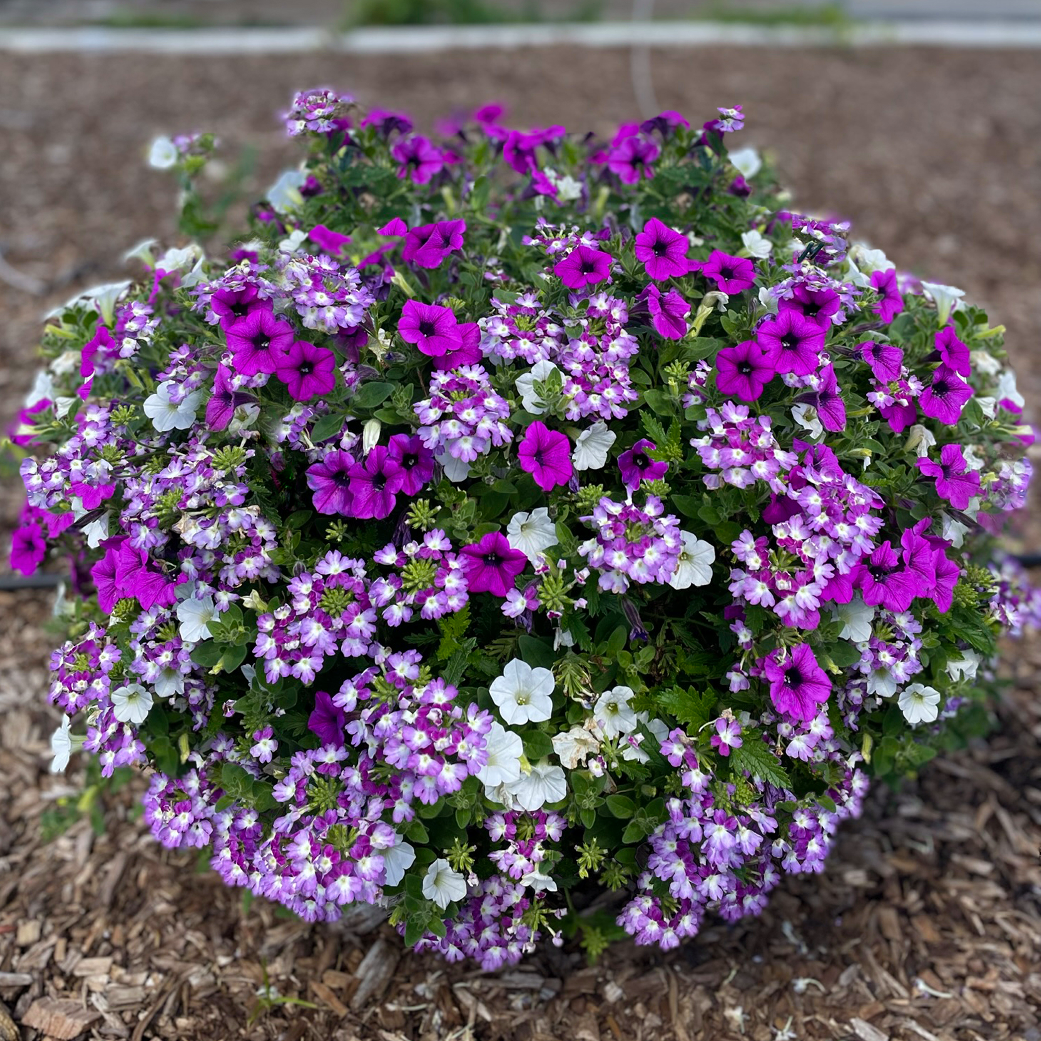 Combo Pot Kwik Kombo 'Dekko Lavender Twist' - Combo - Kwik Kombo Courtesy of Syngenta Flowers