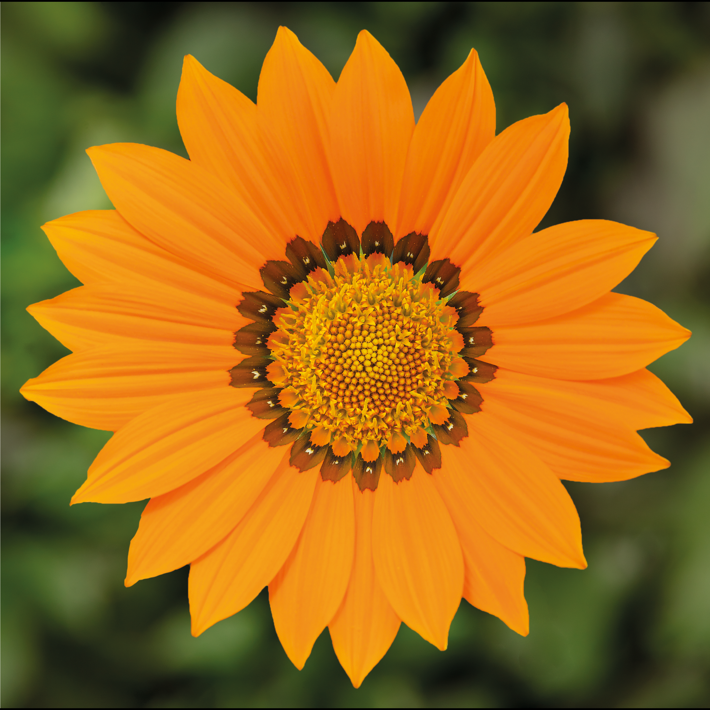 Gazania splendens Kiss 'Orange' - Treasure Flower Courtesy of Syngenta Flowers