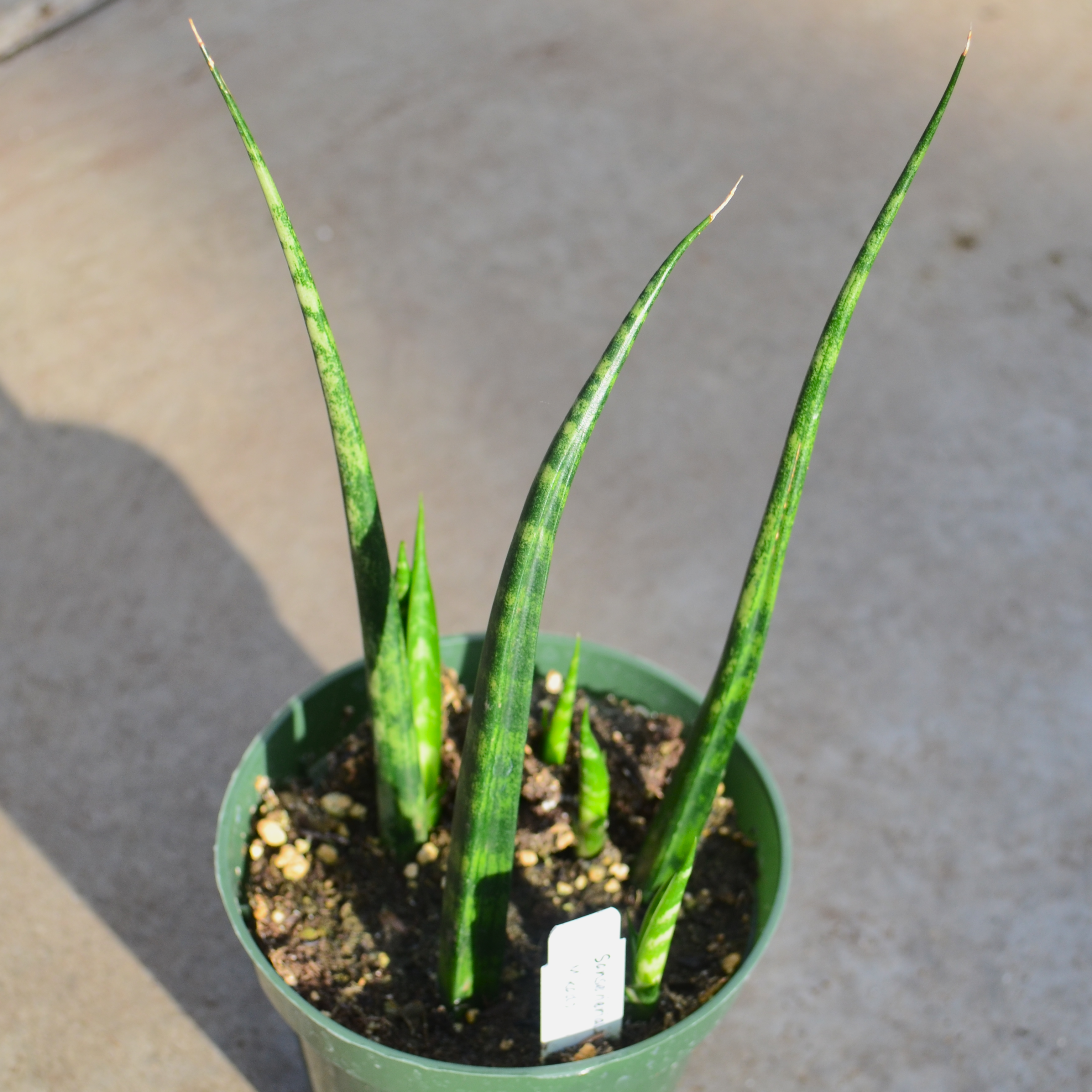 Sansevieria trifasciata 'Fernwood Mikado' - Snake Plant from Hillcrest Nursery