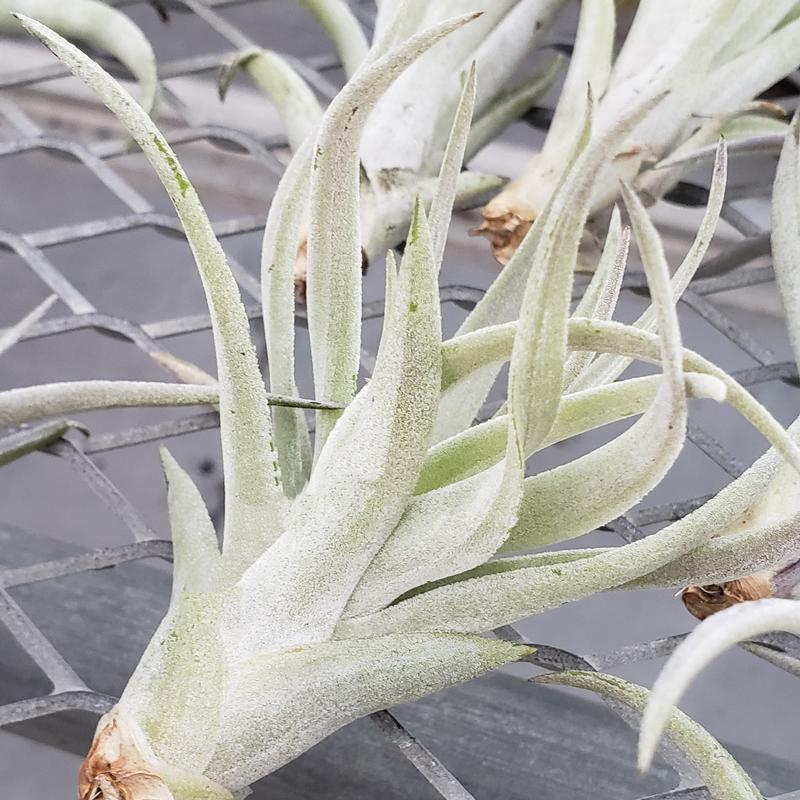 Tillandsia harrisii - Air Plant from Hillcrest Nursery