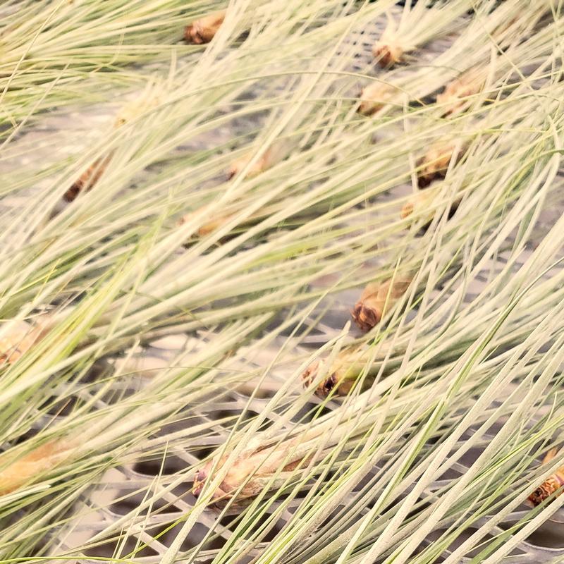 Tillandsia juncea - Air Plant from Hillcrest Nursery